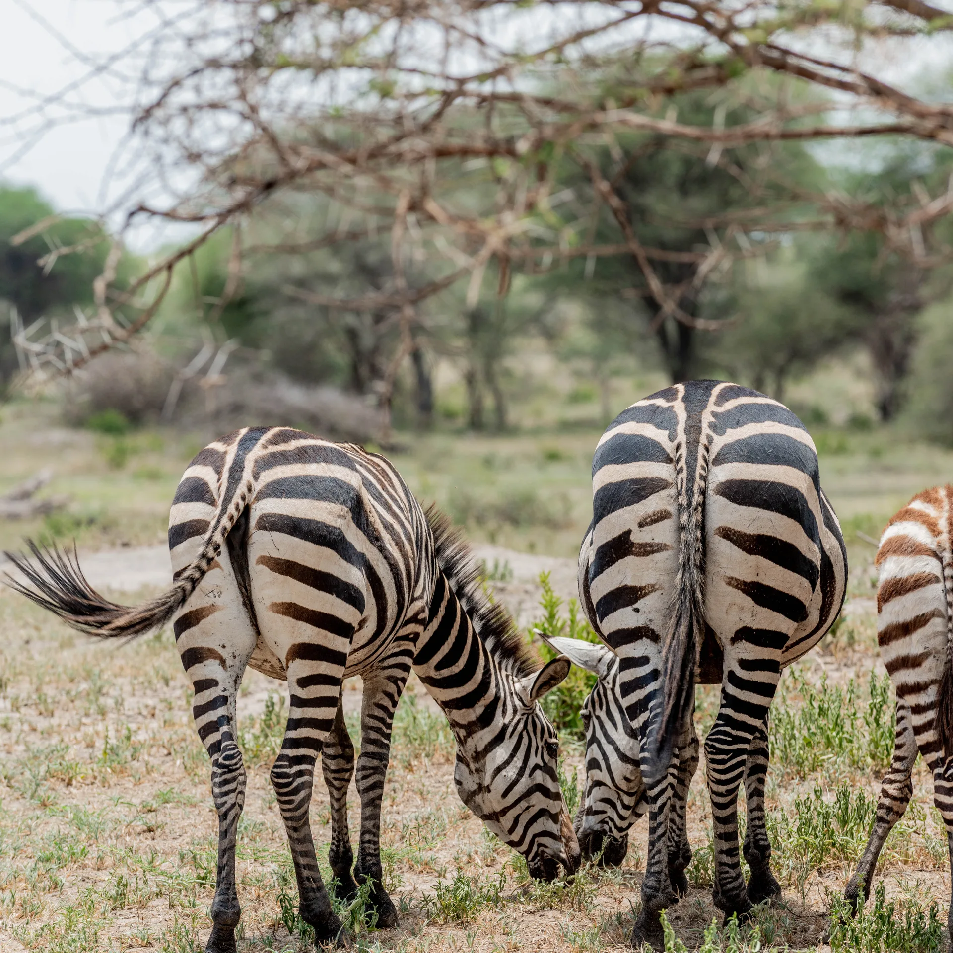 Budget Safaris Tanzania — image 3