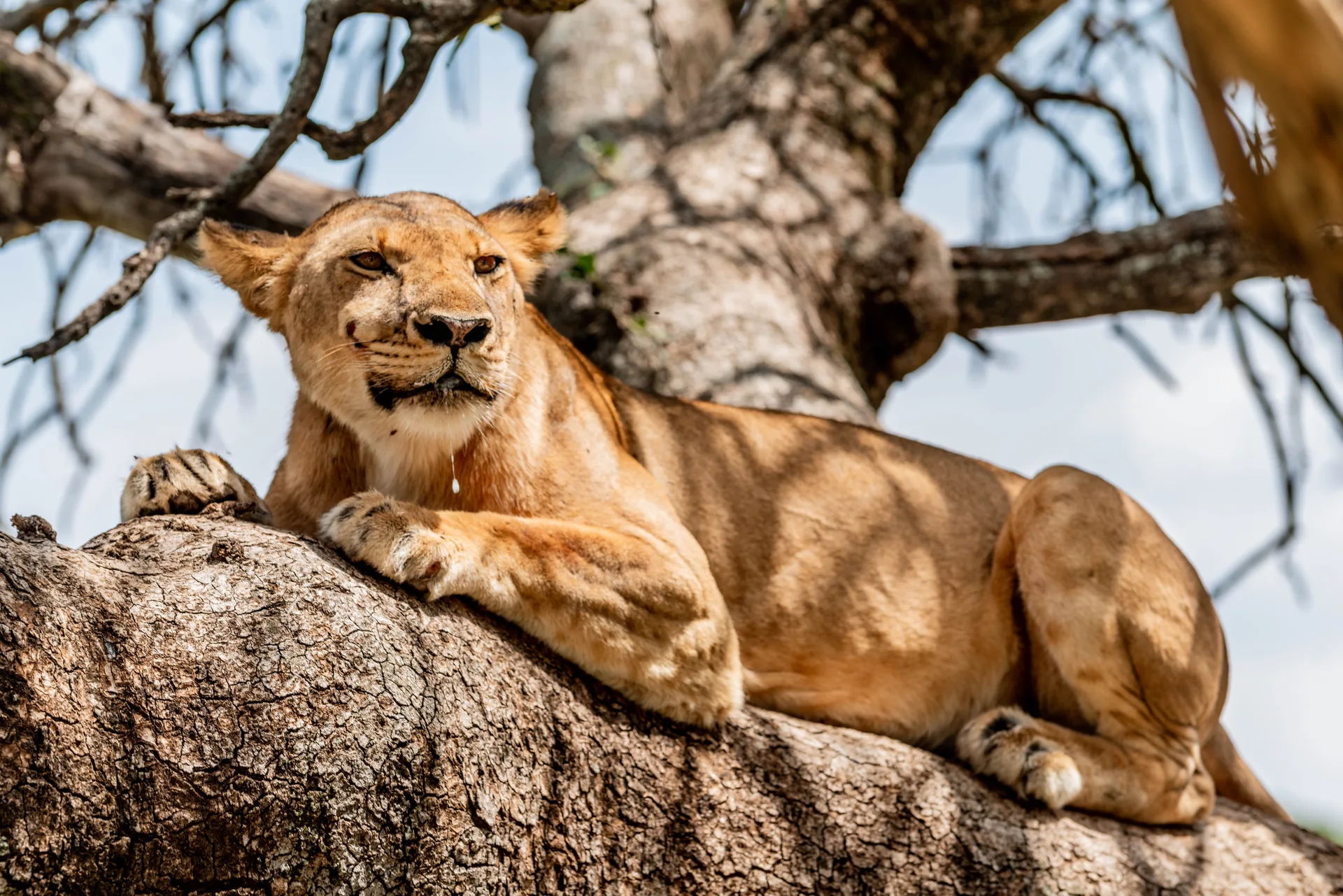 Budget Safaris Tanzania — image 4