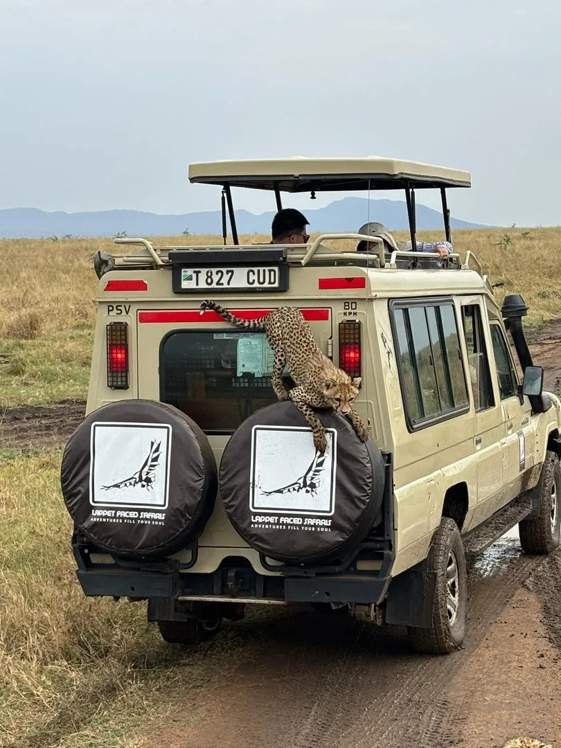 Lappet Faced Safaris — image 1