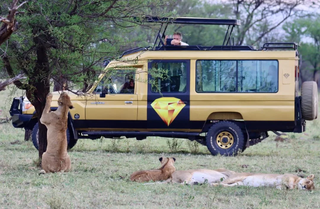 MADINI AFRICA ADVENTURE — image 1