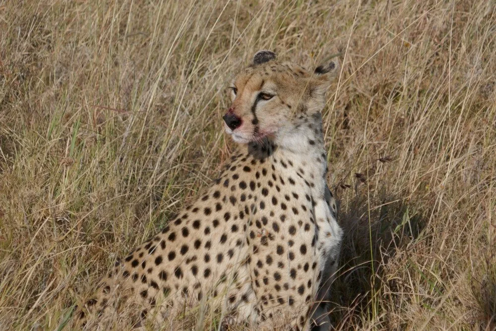Review image 1