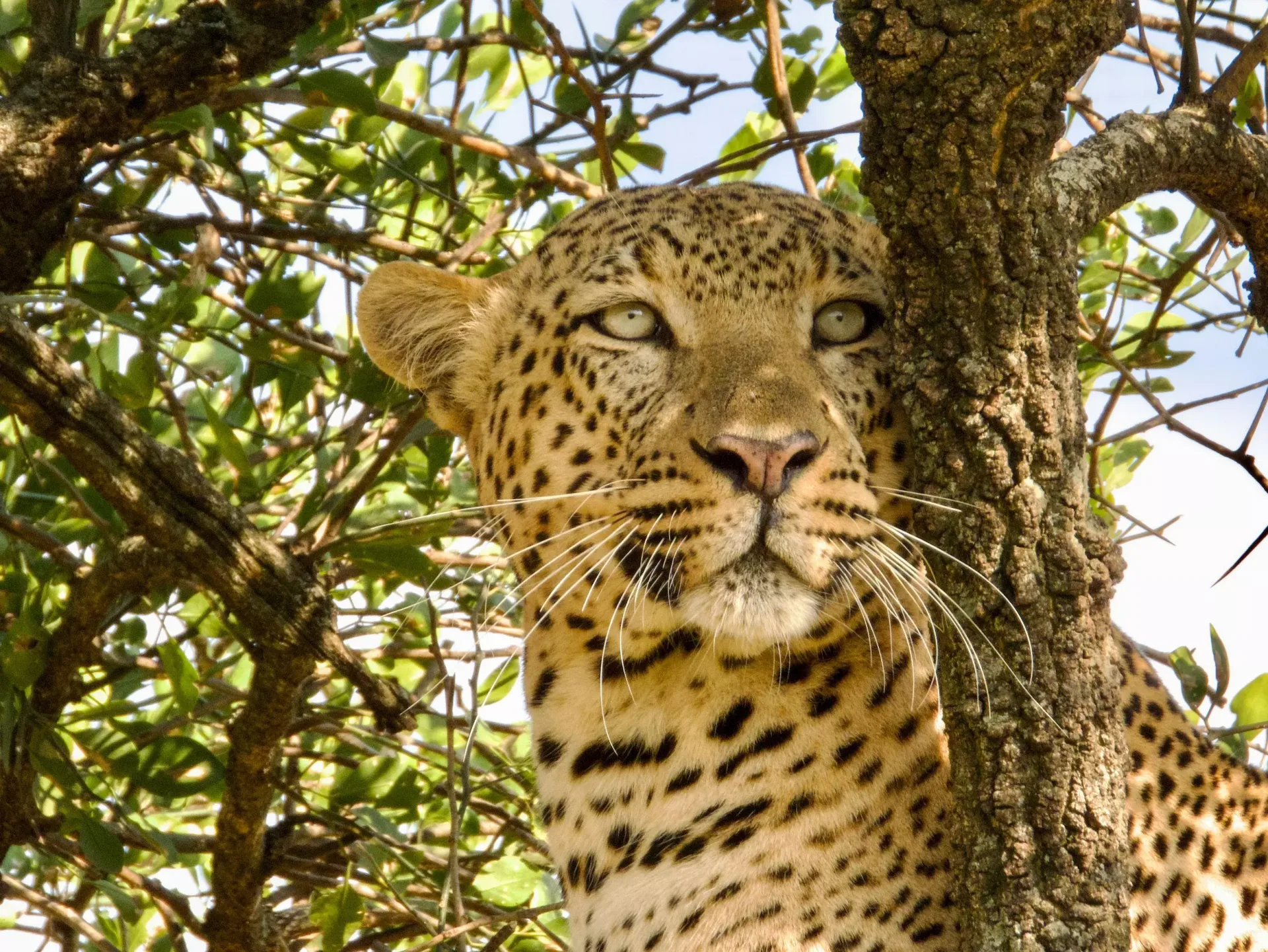 Tanzania Footmark Safaris Ltd — image 2