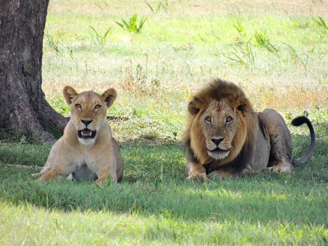 Tanzania Footmark Safaris Ltd — image 4